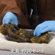Imagen para el artículo titulado La ciencia explica el misterio detrás de la momia “sirena” que da la inmortalidad